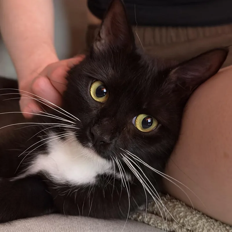 A young small-sized female Black Domestic Short Hair cat named Luxy for adoption in New York, NY