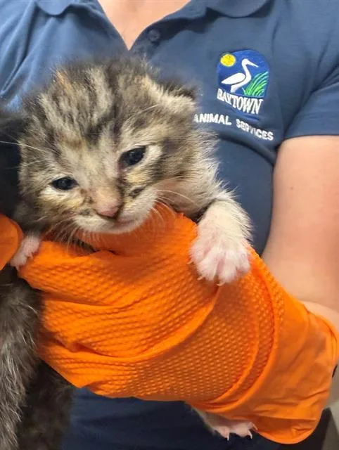 A baby small-sized female Domestic Short Hair cat named Chaca for adoption in Baytown, TX
