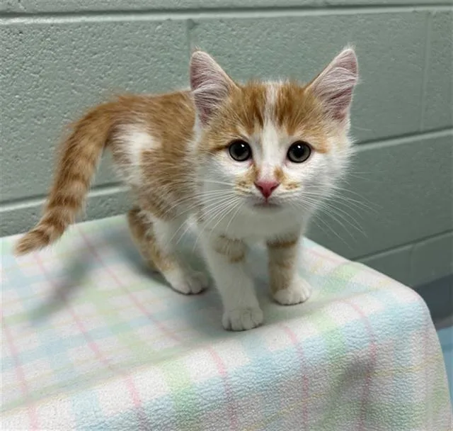 A baby small-sized male Domestic Short Hair cat named Swiss for adoption in Geneva, IL
