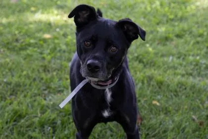 An adult medium-sized female Mixed Breed dog named Dutchess for adoption in Kansas City, MO