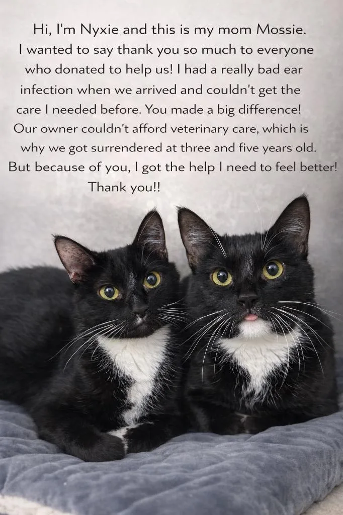 An adult small-sized female Domestic Short Hair cat named Nyxie for adoption in Glenfield, NY