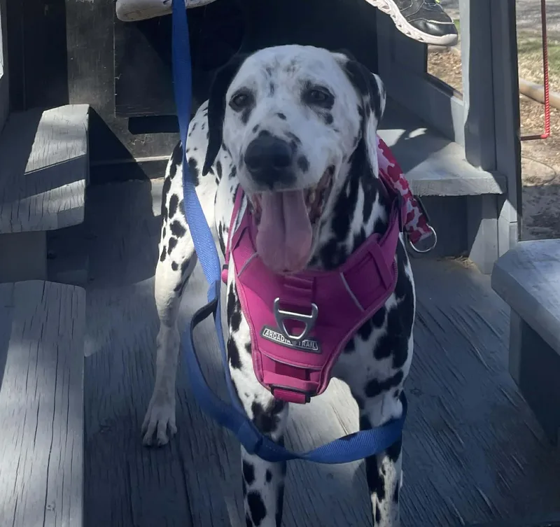 A senior medium-sized female White / Cream Dalmatian dog named Bellaemporia  Ks for adoption in San Diego, CA