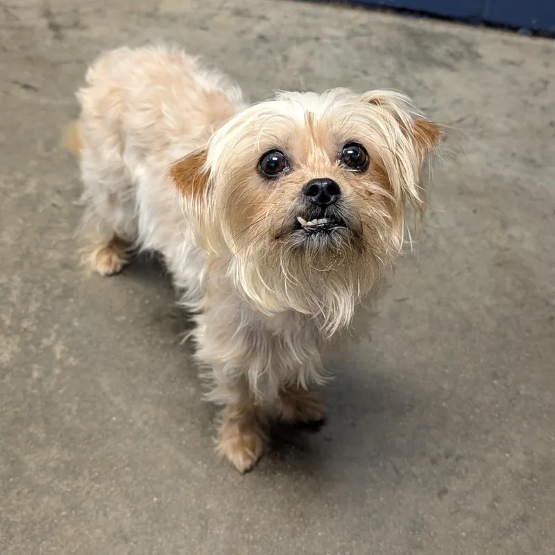An adult small-sized female Golden Yorkshire Terrier dog named Kiwi for adoption in Independence, KS