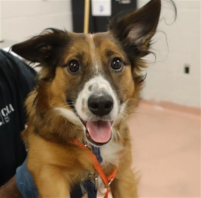 A young small-sized male Mixed Breed dog named Sammy for adoption in Columbia, SC