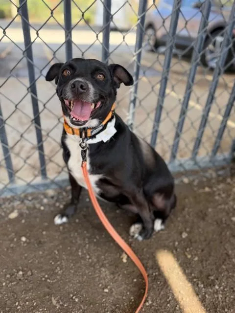 An adult small-sized female Chihuahua dog named Annie for adoption in Riverside, CA