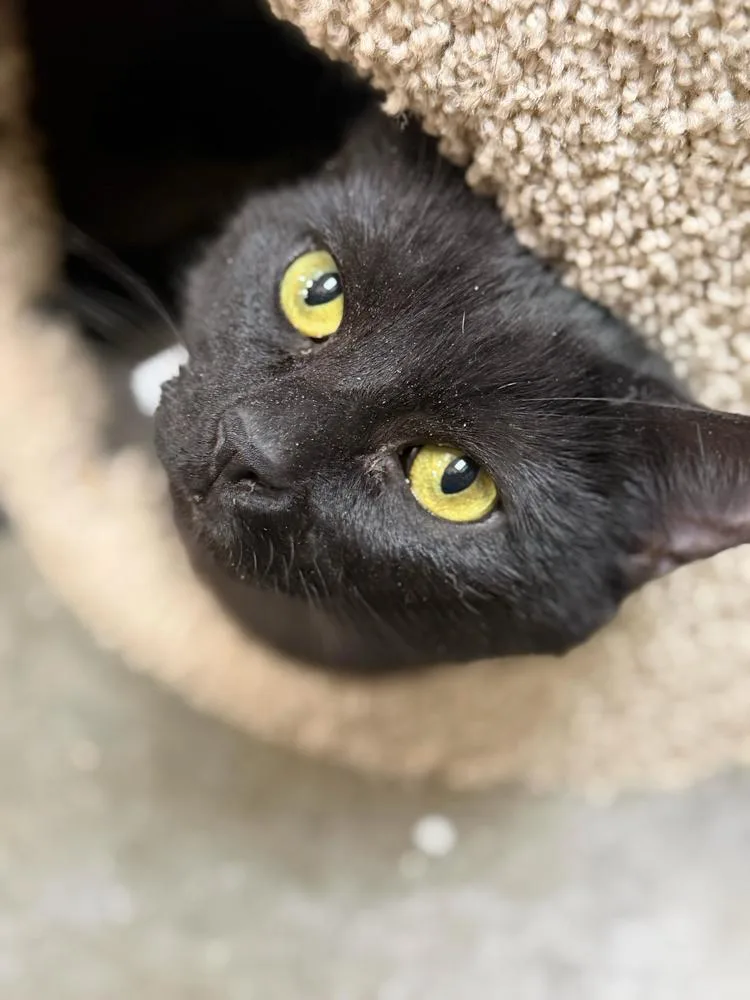 A young medium-sized male Black Domestic Short Hair cat named Kiss for adoption in Marietta, GA