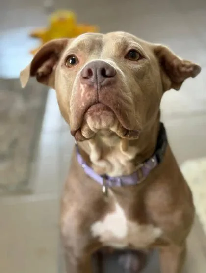An adult large-sized female Yellow / Tan / Blond / Fawn Pit Bull Terrier dog named Rosie for adoption in Kansas City, MO