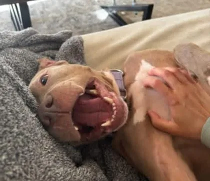 Rosie thumbnail 2