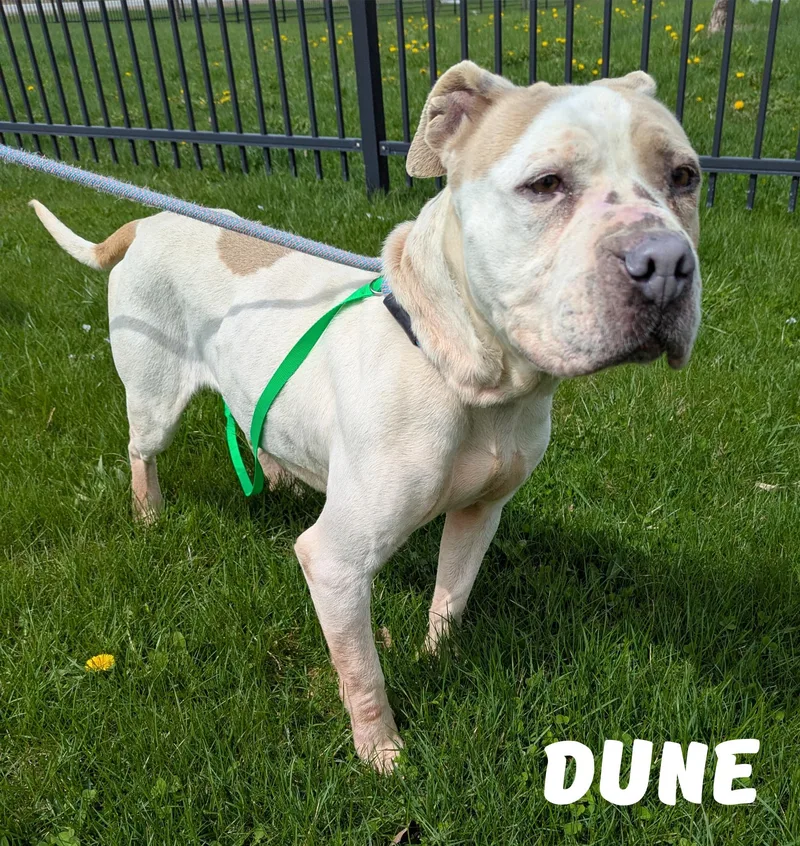 A senior large-sized male Yellow / Tan / Blond / Fawn American Bulldog dog named Dune for adoption in Valparaiso, IN