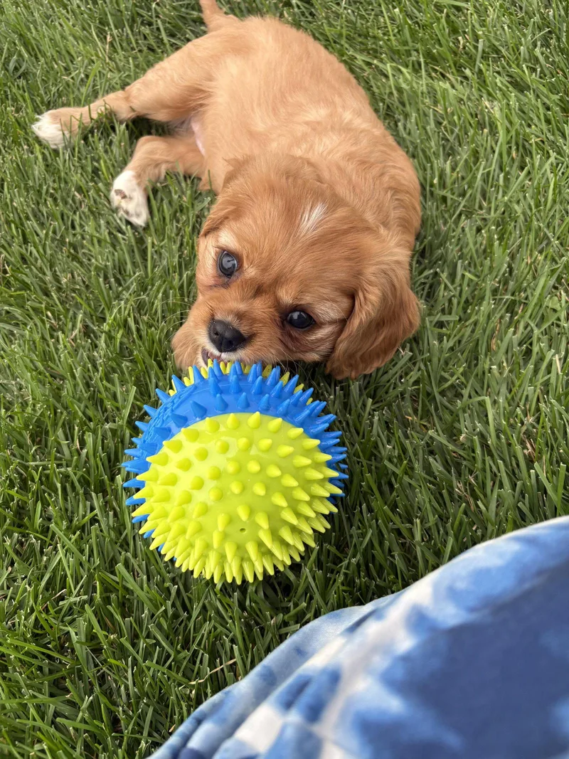 A baby small-sized female Cavalier King Charles Spaniel dog named Peppermint Patty for adoption in Brandon, SD