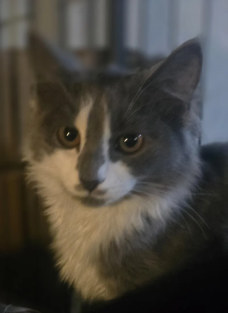 A baby medium-sized female Domestic Long Hair cat named Its Spooky Season for adoption in Elizabeth, PA