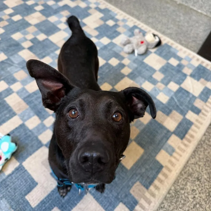 An adult medium-sized male Black Mountain Cur dog named Blackjack for adoption in Falls Church, VA