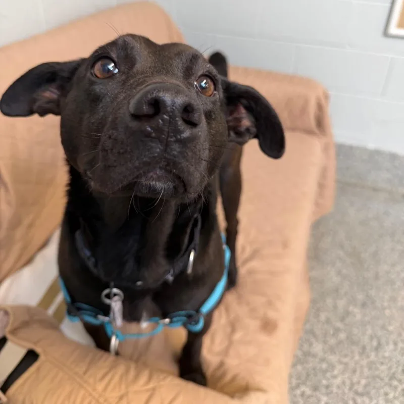 Blackjack thumbnail 2