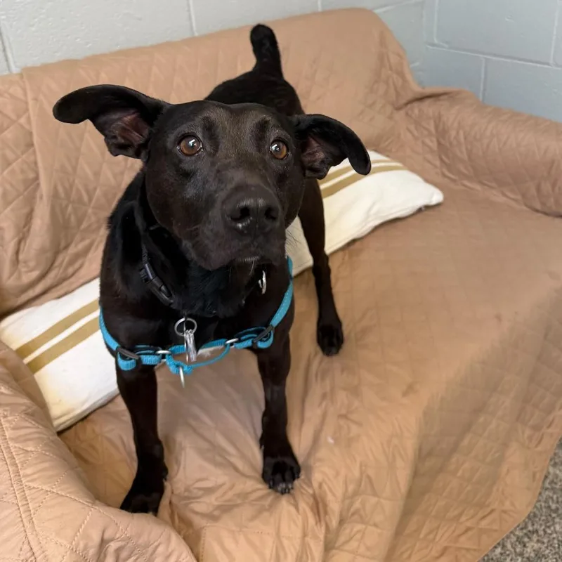 Blackjack thumbnail 4