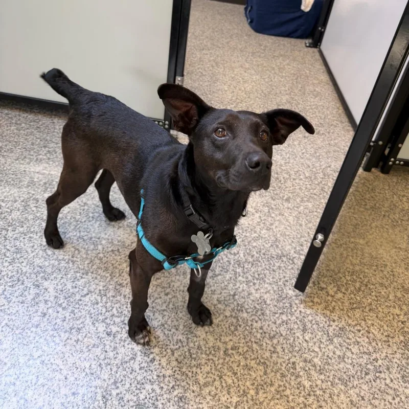 Blackjack thumbnail 5