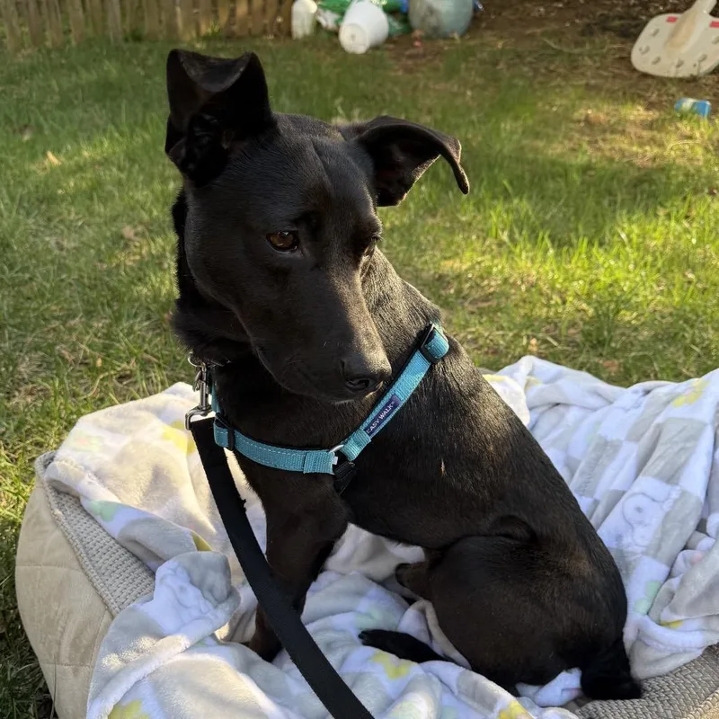 Blackjack thumbnail 6