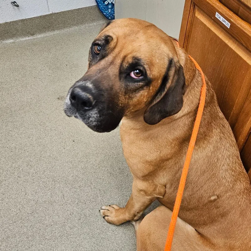 An adult large-sized female Yellow / Tan / Blond / Fawn Hound dog named Maple for adoption in Birdsboro, PA