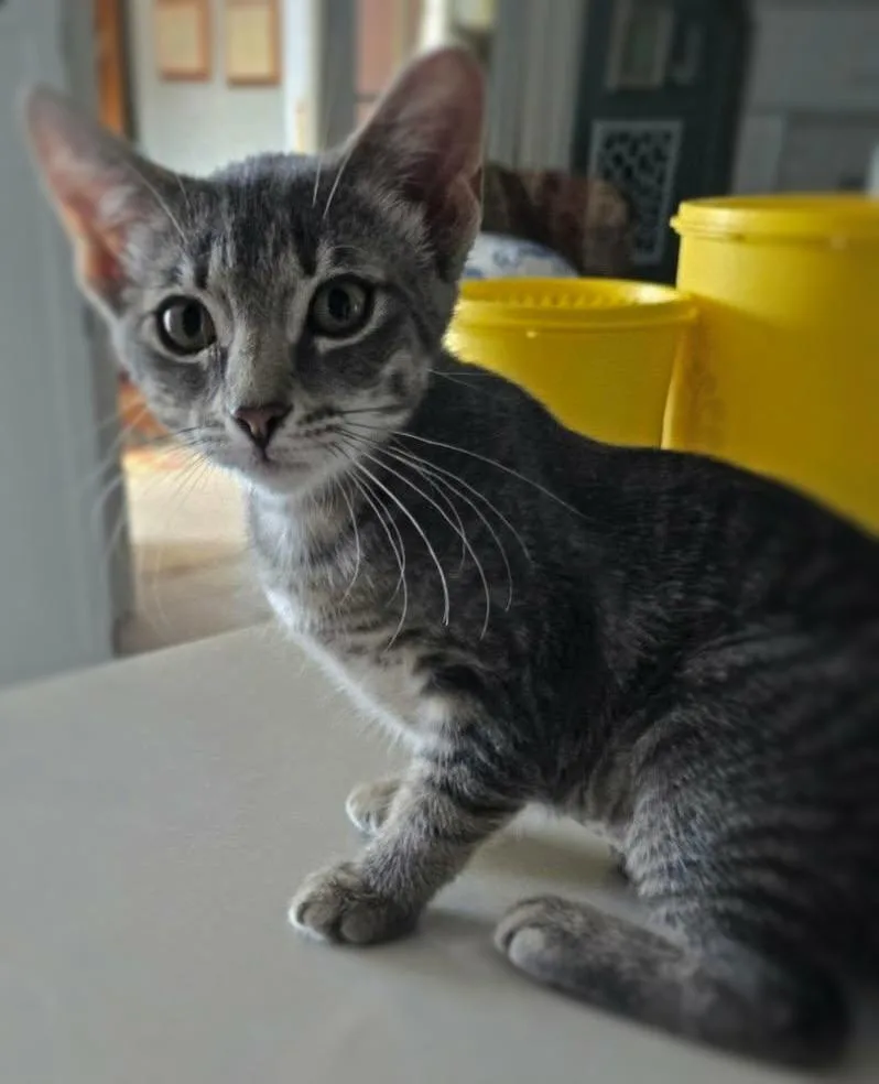 A baby medium-sized female Tabby (Gray / Blue / Silver) Domestic Short Hair cat named Cristina for adoption in Ocean Springs, MS