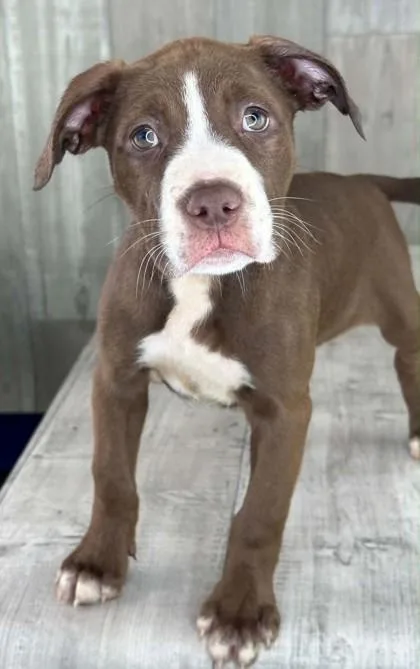 An adult small-sized female Terrier dog named Sandy for adoption in Shreveport, LA