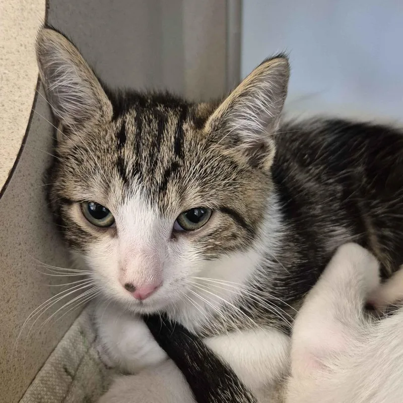 A baby small-sized male Brown / Chocolate Domestic Short Hair cat named Orchid for adoption in Gloucester, VA