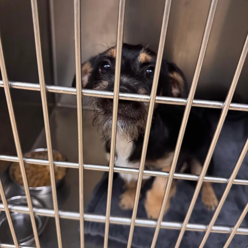A young small-sized male Black Mixed Breed dog named Aspen for adoption in Winston-Salem, NC