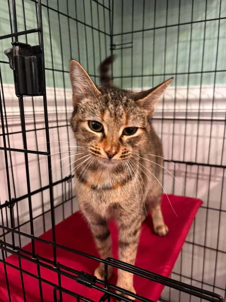 A young medium-sized female Brown / Chocolate Domestic Short Hair cat named Miss Tilly P. Tacker for adoption in Statesboro, GA