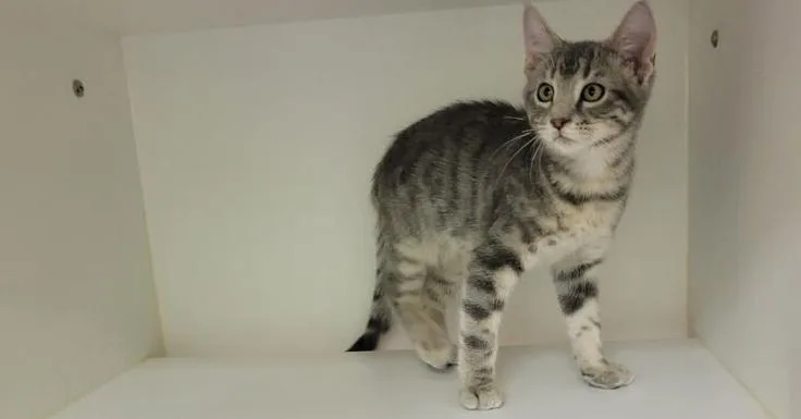 A baby small-sized male Gray & White Domestic Short Hair cat named Joey C for adoption in Parker, CO