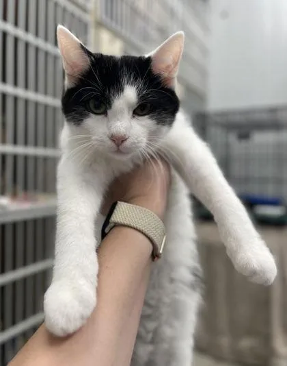 A baby small-sized male Domestic Short Hair cat named Pez for adoption in Humboldt, IA