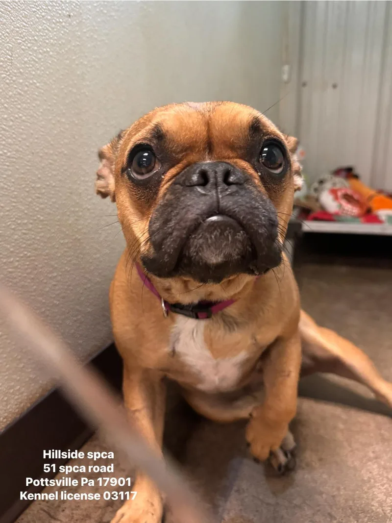 A young small-sized female Bicolor Boston Terrier dog named Beans for adoption in Pottsville, PA