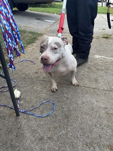 A young medium-sized female Pit Bull Terrier dog named Blu for adoption in Huntsville, AL