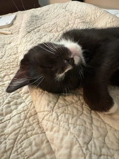 A baby small-sized female Black Domestic Short Hair cat named Rainier for adoption in Raleigh, NC