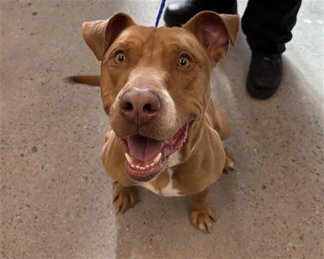 An adult large-sized male Pit Bull Terrier dog named Chutney for adoption in Mesa, AZ
