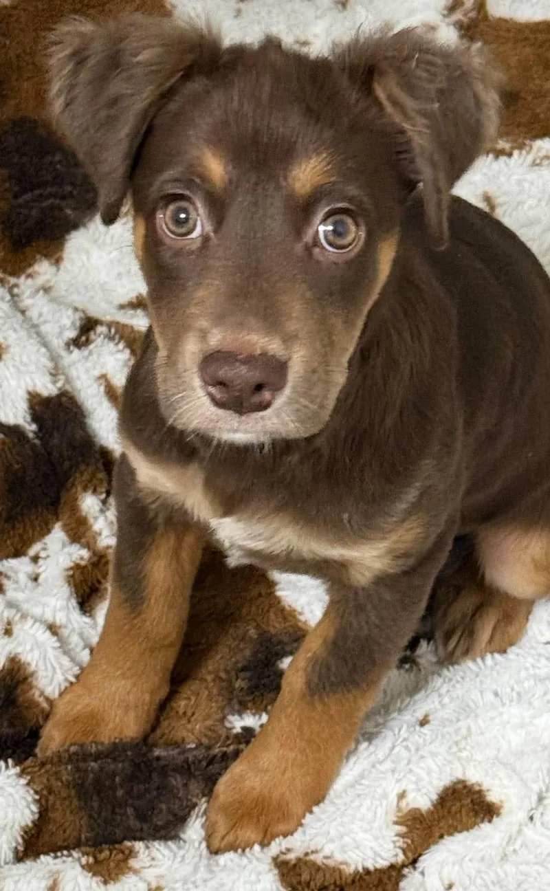 A baby medium-sized female Mixed Breed dog named Mocha for adoption in Northwood, NH