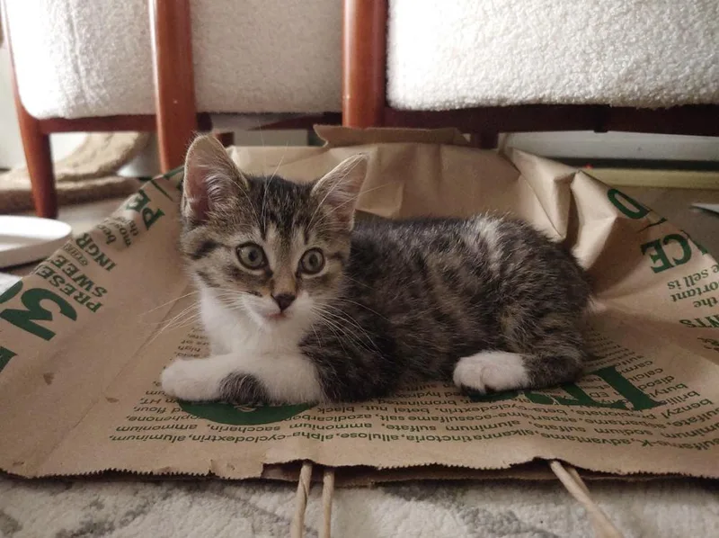 A baby small-sized female Domestic Short Hair cat named Pippa for adoption in Ferndale, MI