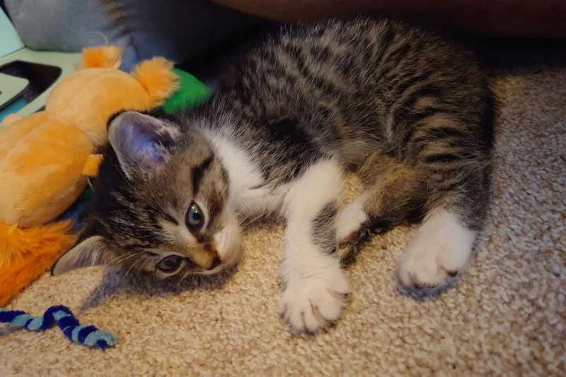 Pippa thumbnail 2
