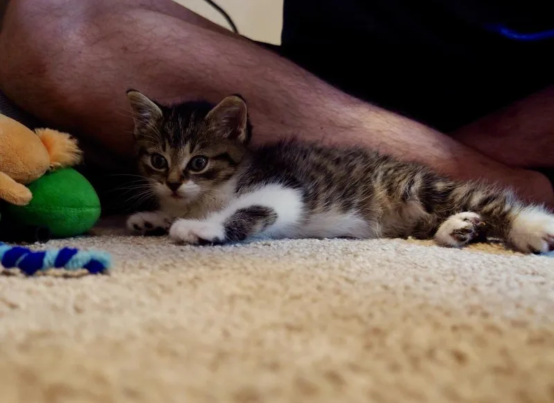 Pippa thumbnail 3