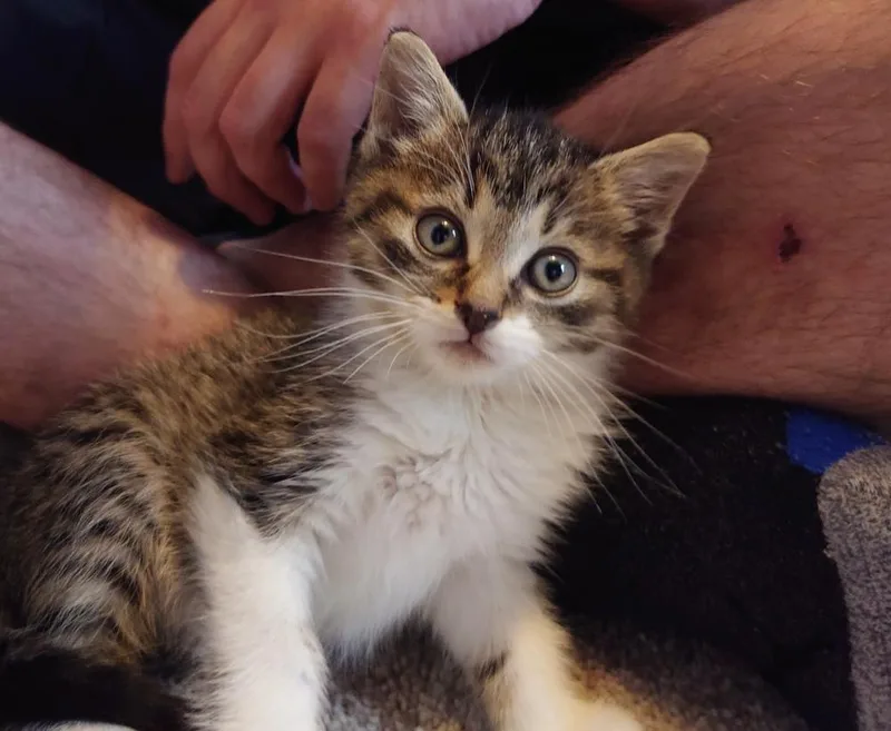 Pippa thumbnail 5