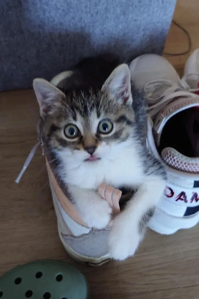 Pippa thumbnail 6