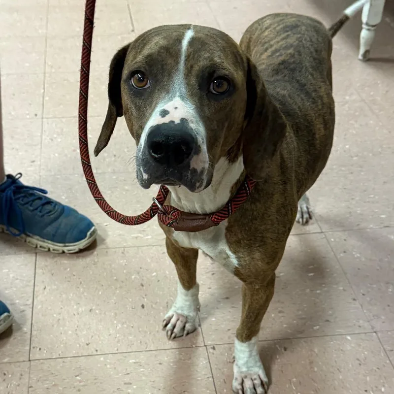 An adult medium-sized female Brindle Beagle dog named Maple for adoption in Fort Smith, AR