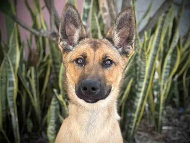 A young medium-sized male German Shepherd Dog dog named Jet for adoption in Bonita, CA