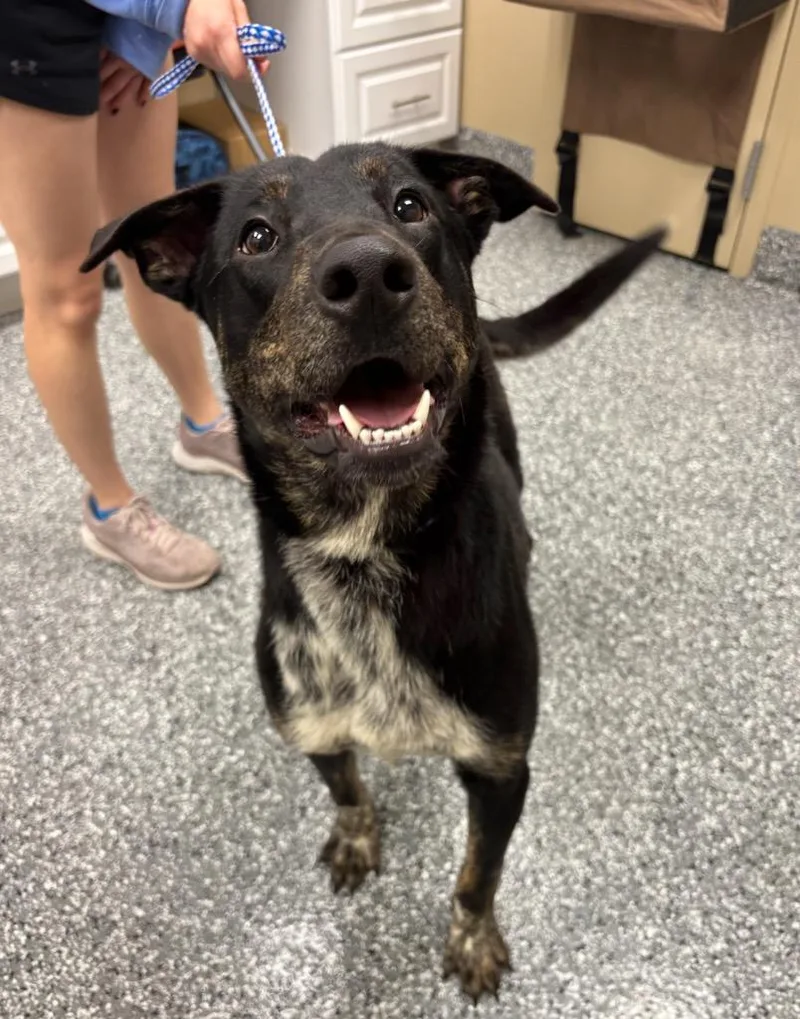 A young large-sized male Shepherd dog named Cole for adoption in Liverpool, NY