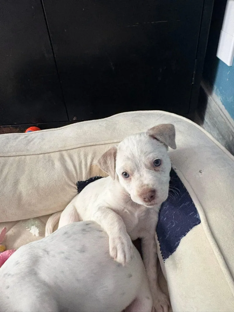 A baby large-sized female Terrier dog named Everest for adoption in Berlin, NJ