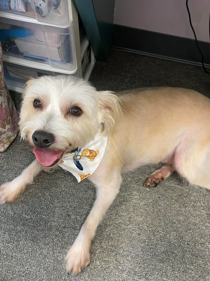 An adult medium-sized male White / Cream Terrier dog named Charlie for adoption in Avondale, PA