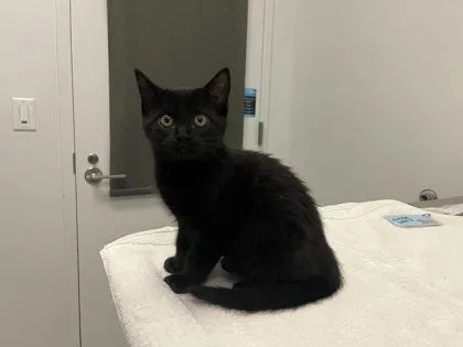 A baby small-sized male Black Domestic Short Hair cat named There's A Two For for adoption in Kansas City, MO