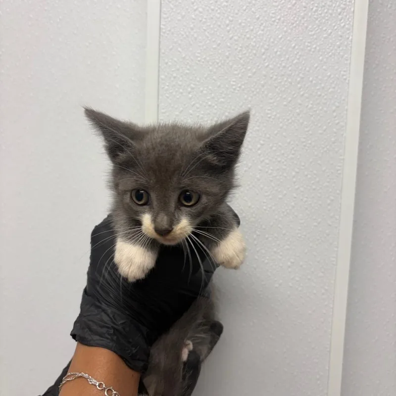 A baby small-sized male Gray / Blue / Silver Domestic Short Hair cat named The Cha Cha Slide for adoption in Abilene, TX