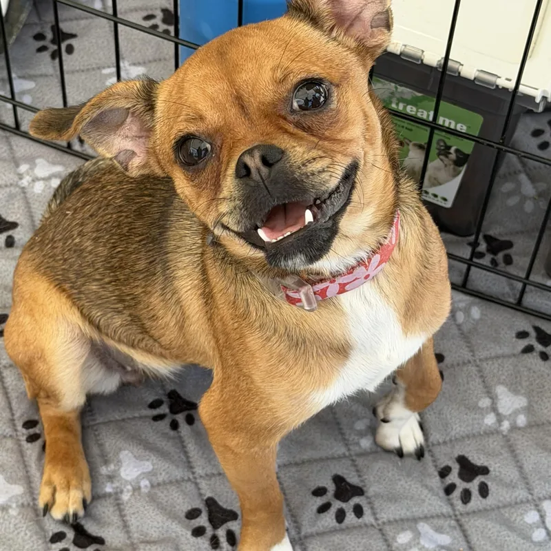 A young small-sized female Pug dog named Chai for adoption in Brentwood, CA