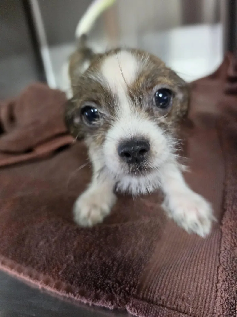 A young small-sized male Shih Tzu dog named Hancock for adoption in San Antonio, TX