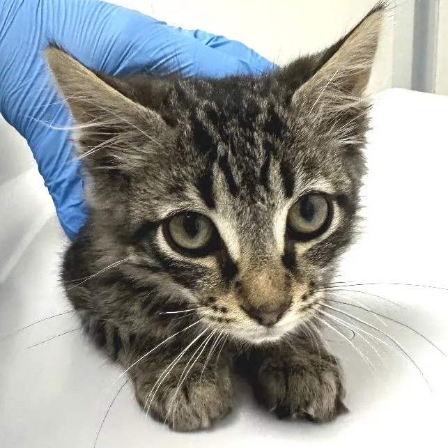 A baby small-sized male Brown / Chocolate Domestic Medium Hair cat named Liam for adoption in Concord, NC