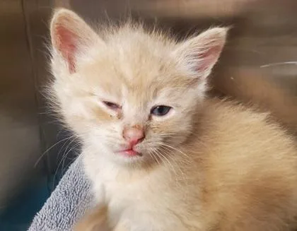 A young large-sized female Domestic Short Hair cat named Yasha for adoption in Kansas City, MO