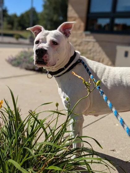 An adult large-sized female Mixed Breed dog named Sweet Pea for adoption in Traverse City, MI